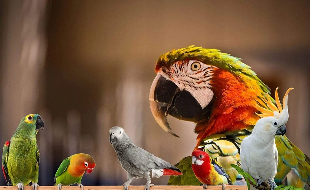 Hearty Veggies Parrot Food, Natural Grains I486498
