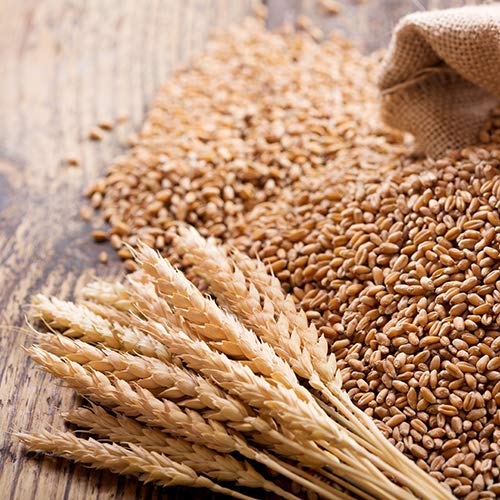 Organic Wheatgrass Seeds for Sprouting, Rich in Vitamins and Fiber P167