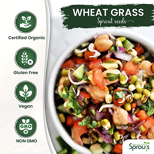 Organic Wheatgrass Seeds for Sprouting, Rich in Vitamins and Fiber P167