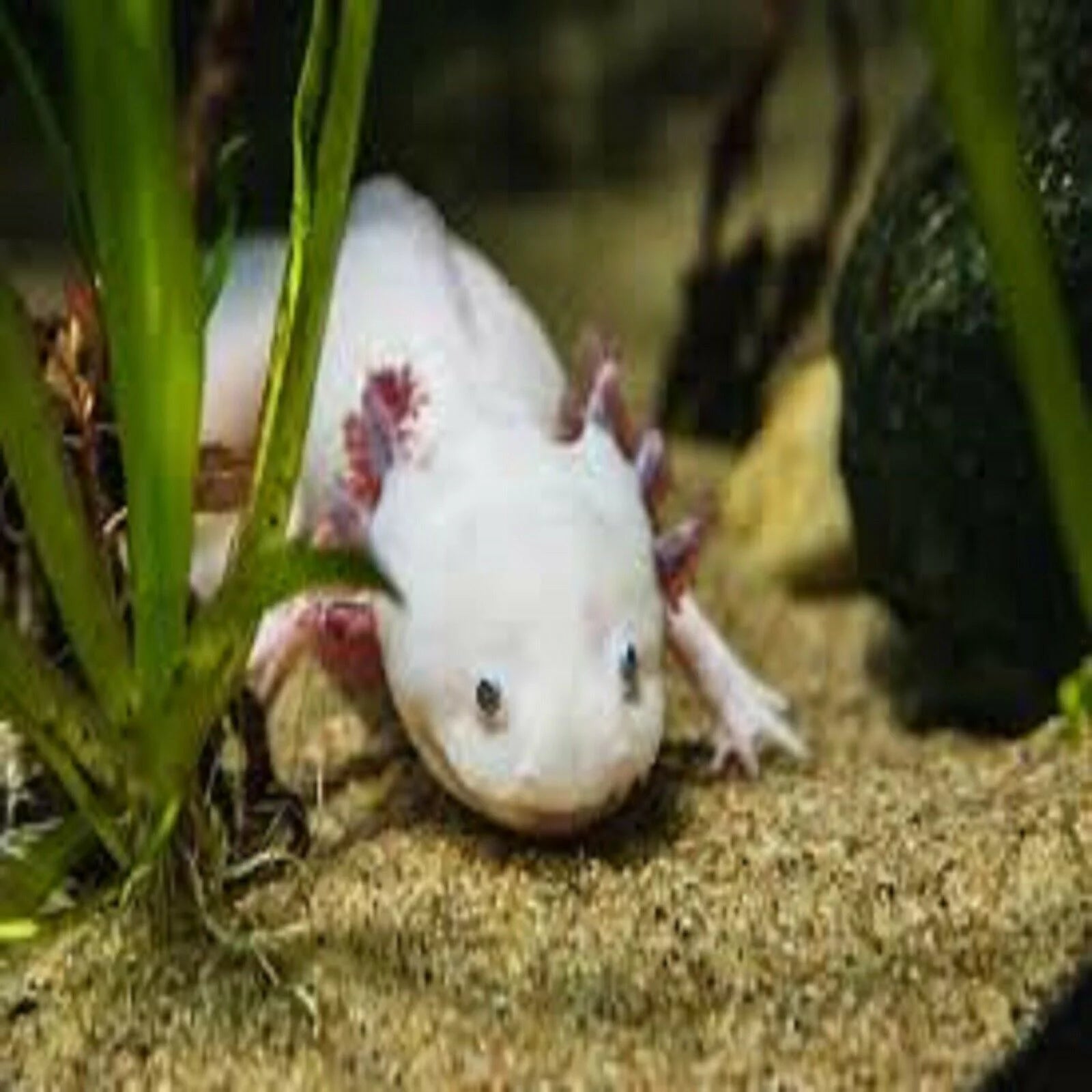 Soft Moist Sinking Crumbles for Baby Axolotl, 3-lb Bag B95739