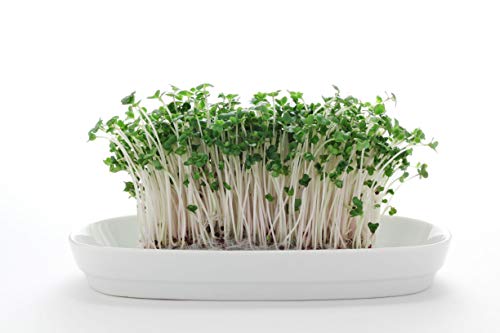 Broccoli Sprout Seeds for Indoor or Outdoor Use, 8oz T1613