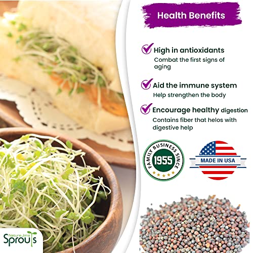 Broccoli Sprout Seeds for Indoor or Outdoor Use, 8oz T1613