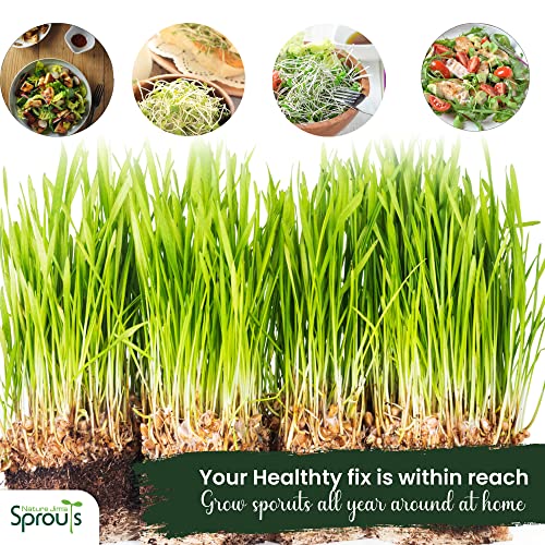 Organic Wheatgrass Seeds for Sprouting, Rich in Vitamins and Fiber P167