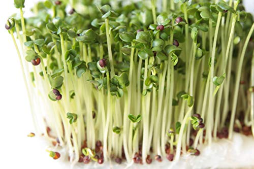 Broccoli Sprout Seeds for Indoor or Outdoor Use, 8oz T1613