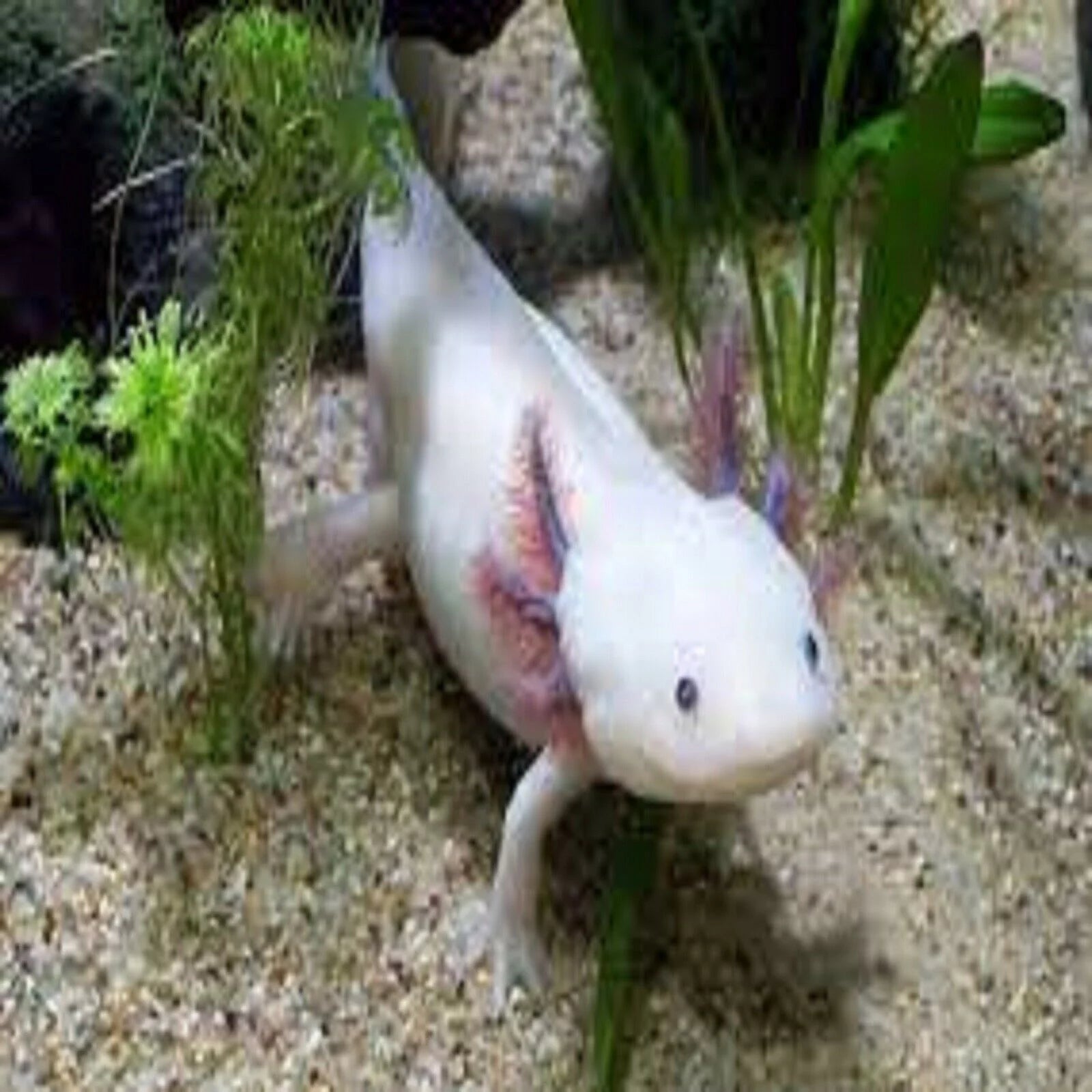 Soft Moist Sinking Crumbles for Baby Axolotl, 3-lb Bag B95739