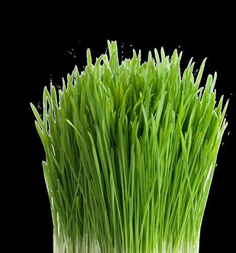 Organic Wheatgrass Seeds for Sprouting, Rich in Vitamins and Fiber P167