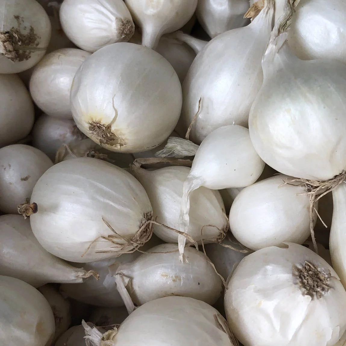 White Onion Sets for Planting - 100 Bulbs F92871