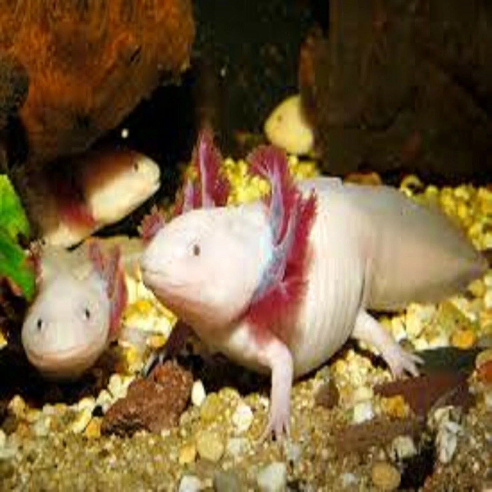 Soft Moist Sinking Crumbles for Baby Axolotl, 3-lb Bag B95739