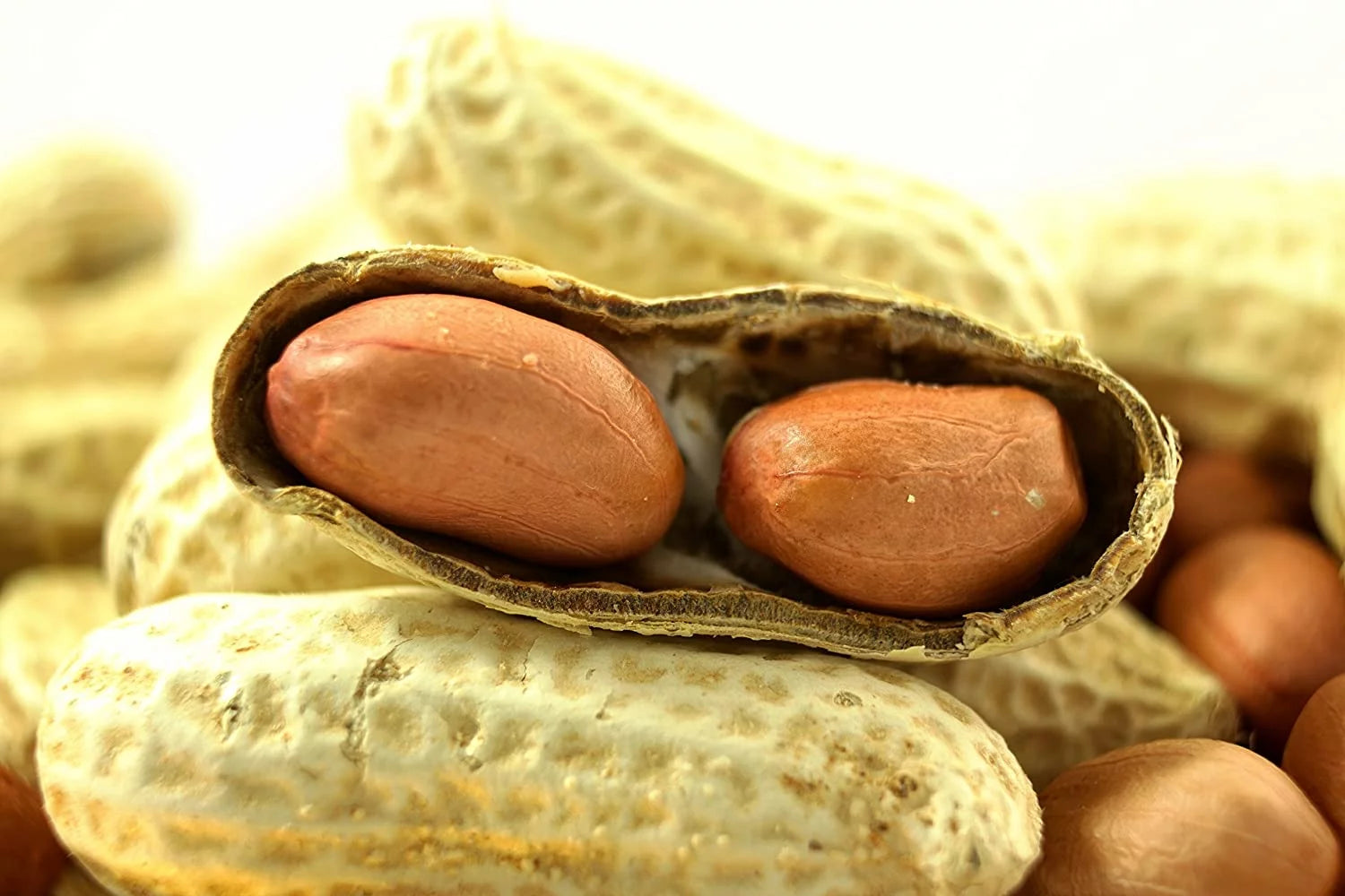 Extra Large Virginia Peanuts for Animals, 50 LBS C17906